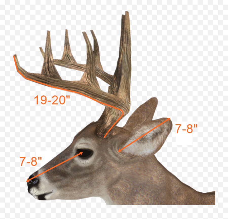 Download Deer Antlers Side View Hd Png - Uokplrs Deer Antlers Side View,Deer Antler Png