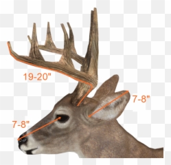Download Deer Antlers Side View Hd Png - uokplrs