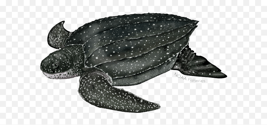 Turtle Facts Okiseaturtleorg - Leatherback Turtle Transparent Background Png,Turtle Png