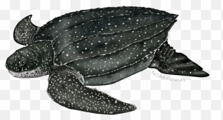 Turtle Facts Okiseaturtleorg - Leatherback Turtle Transparent Background Png,Turtle Png