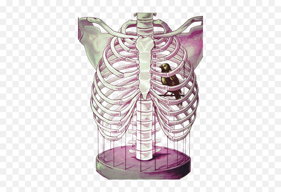 Rib Cage Bird Png Image With - Bird In Rib Cage,Rib Cage Png