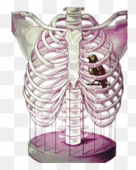 Rib Cage Bird Png Image With - Bird In Rib Cage,Rib Cage Png