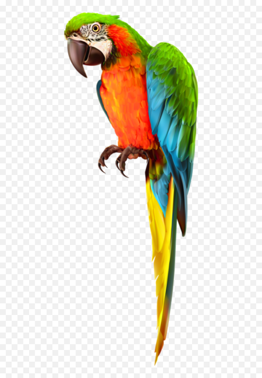 Download Free Png Parrot - Transparent Background Parrot Clipart,Parrot Transparent