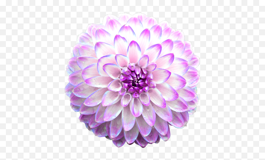 Chrysanthemums - Animated Flowers Gif Png 481x480 Png Pink Chrysanthemum Gif,Chrysanthemum Png