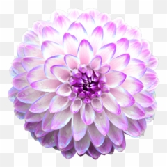 Chrysanthemums - Animated Flowers Gif Png 481x480 Png Pink Chrysanthemum Gif,Chrysanthemum Png
