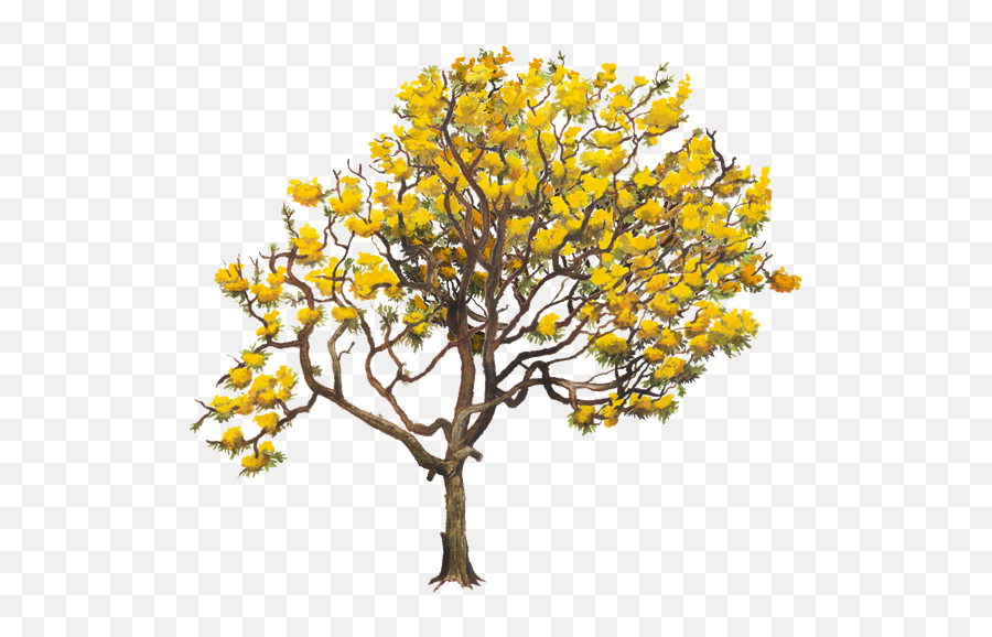 Download Aurea Tabebuia Tree Yellow Chrysantha Twig Clipart - Tabebuia Png,Twig Png