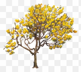 Download Aurea Tabebuia Tree Yellow Chrysantha Twig Clipart - Tabebuia Png,Twig Png