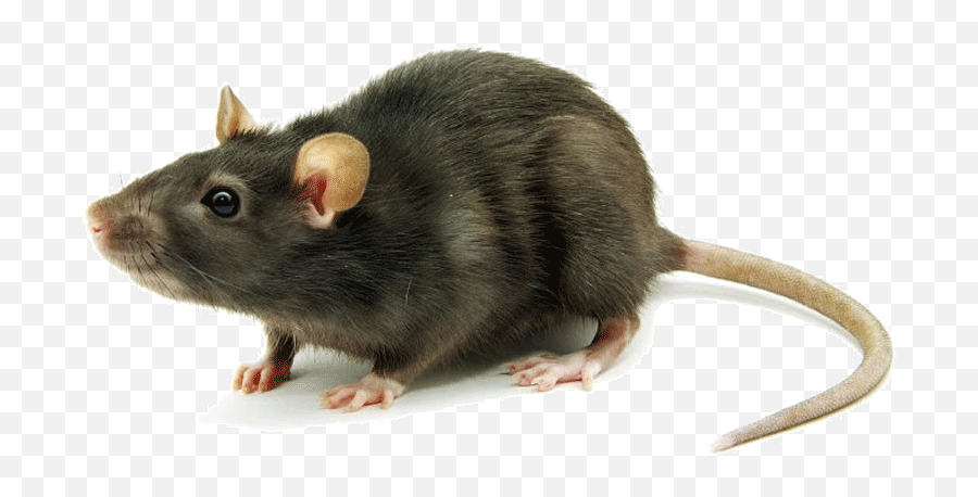 Download Hd Rat Mouse Png Transparent - Mice And Rats Png,Rat Transparent