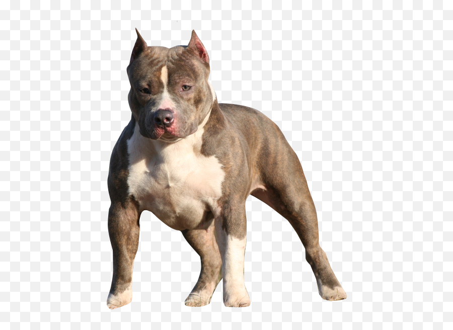 Free American Bully Psd Vector Graphic - Vectorhqcom American Bully No Background Png,Bull Dog Png