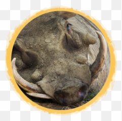 African Warthog Safari Wildlife Park - Port Big Png,Warthog Png