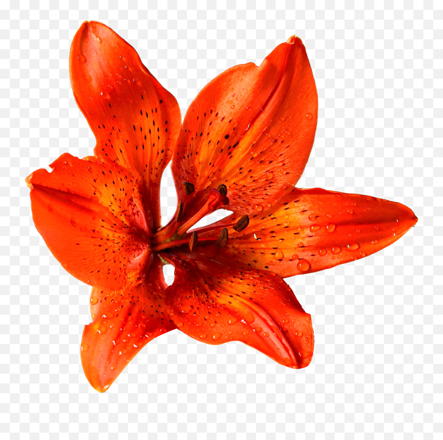 Download Flower Png Image For Free - Transparent Background Real Flowers Transparent,Summer Transparent Background