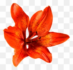 Download Flower Png Image For Free - Transparent Background Real Flowers Transparent,Summer Transparent Background