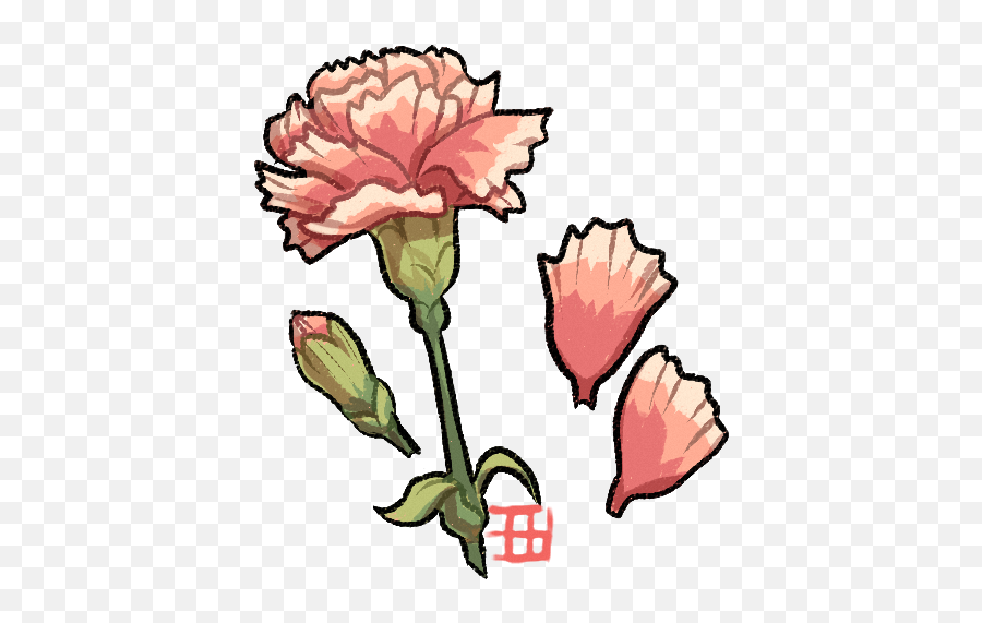 Download Hd Carnation Flower Drawing - Carnation Drawing Carnation Drawing Petal Png,Carnation Png