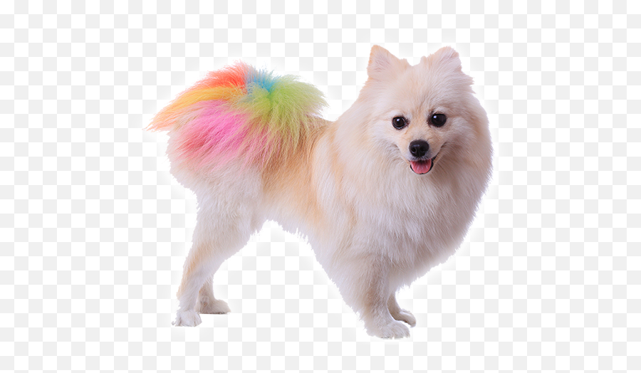 Pomeranian Poodle Puppy Dog Grooming - Dogs In Different Colours Png,Pomeranian Png