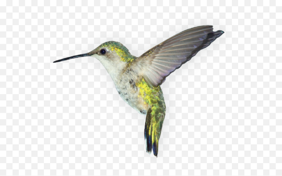 Birds Png Images Free Download - Transparent Background Bird Png,Hummingbird Png