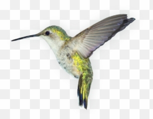 Birds Png Images Free Download - Transparent Background