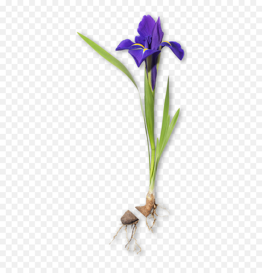 Iris - Lilies Png,Iris Flower Png