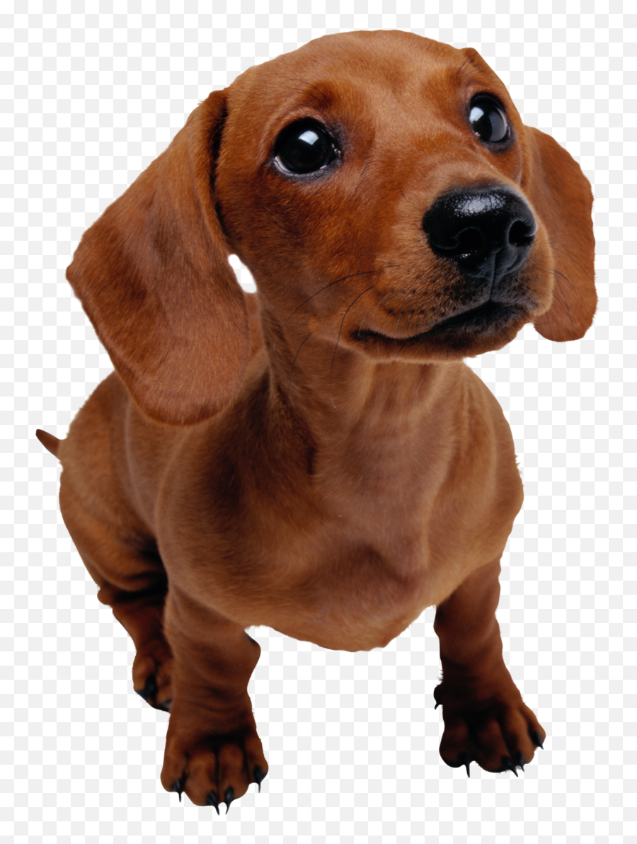 Download Training Pet Dog Veterinarian Puppy Dachshund - Funny Facts About Dachshunds Png,Veterinarian Png