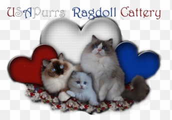 Bargain - You Are Be A Good Png,Ragdoll Logos