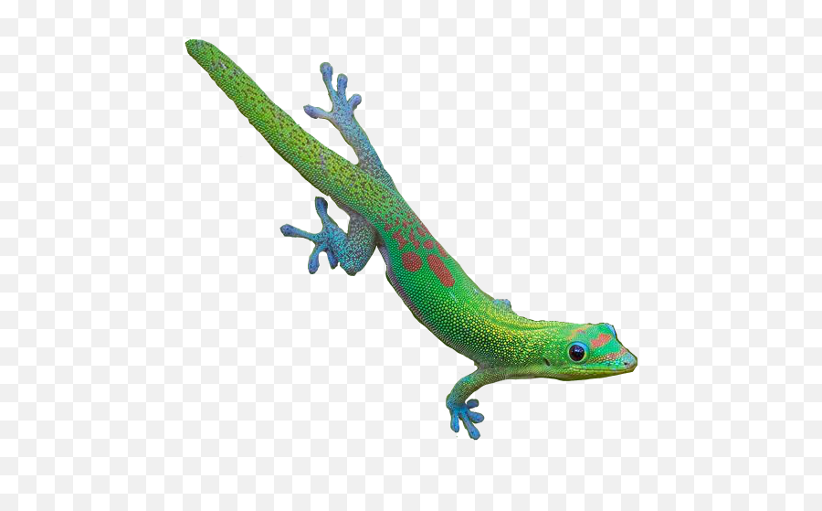 Reptile Transparent Sticker - Carolina Anole Png,Lizard Transparent