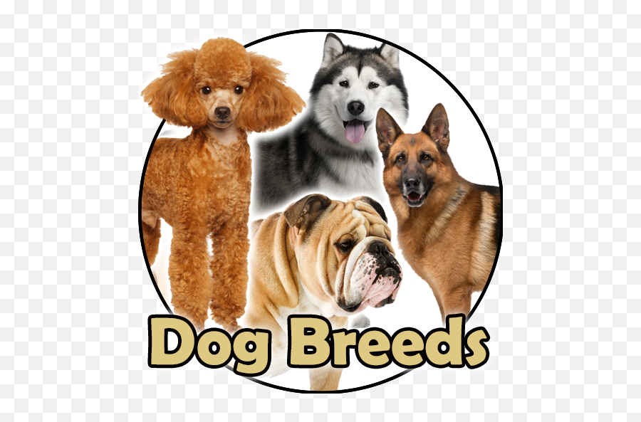 Amazoncom Dog Breeds Golden Retriever Rottweiler - Northern Breed Group Png,Australian Shepherd Icon