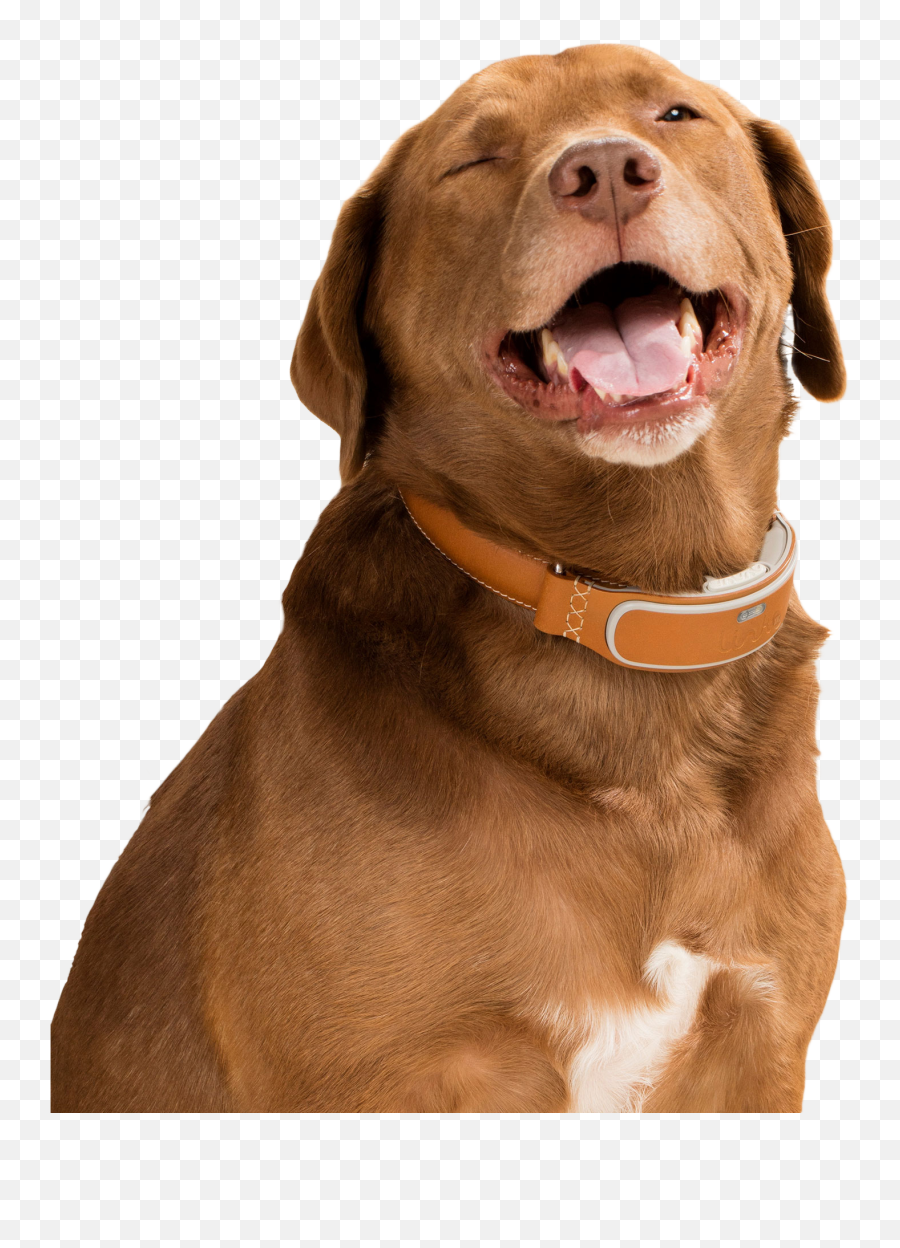 Dog Cat Pet Backup Camera - Dogs Png Download 534705 Happy Dog Png,Dog Png Transparent