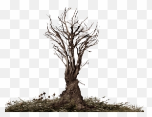 Dead Tree Png Official Psds - With Root Png
