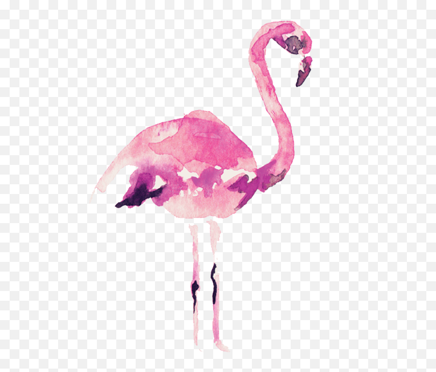 Download Video Courtesy Of Audrey Alba - Watercolor Flamingo Png,Flamingo Transparent Background