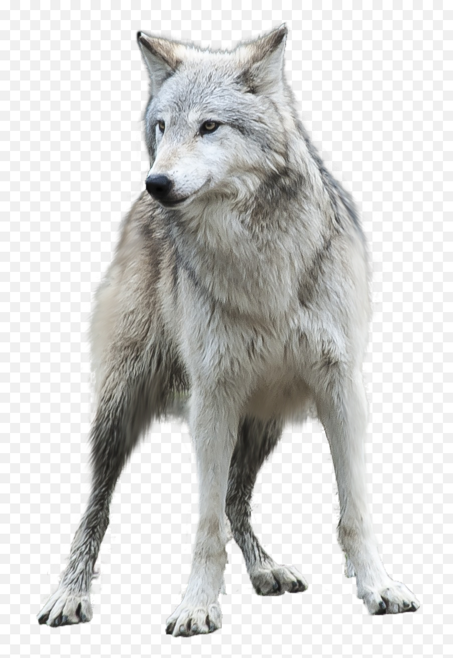 Download Wolf Png Transparent Images - Gray Wolf Transparent Background,Howling Wolf Png