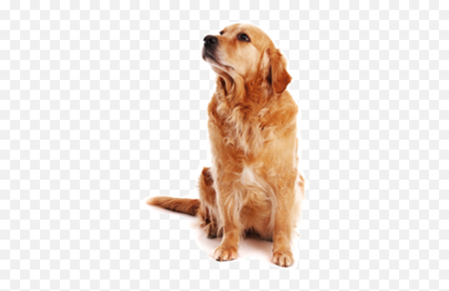 Dog Logo Png Images Download Pictures - Dog High Resolution Png,Dog Logo