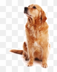 Dog Logo Png Images Download Pictures - Dog High Resolution Png,Dog Logo