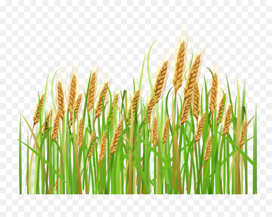 Cornfield Vector Wheat Background - Wheat Clipart Png,Wheat Transparent Background
