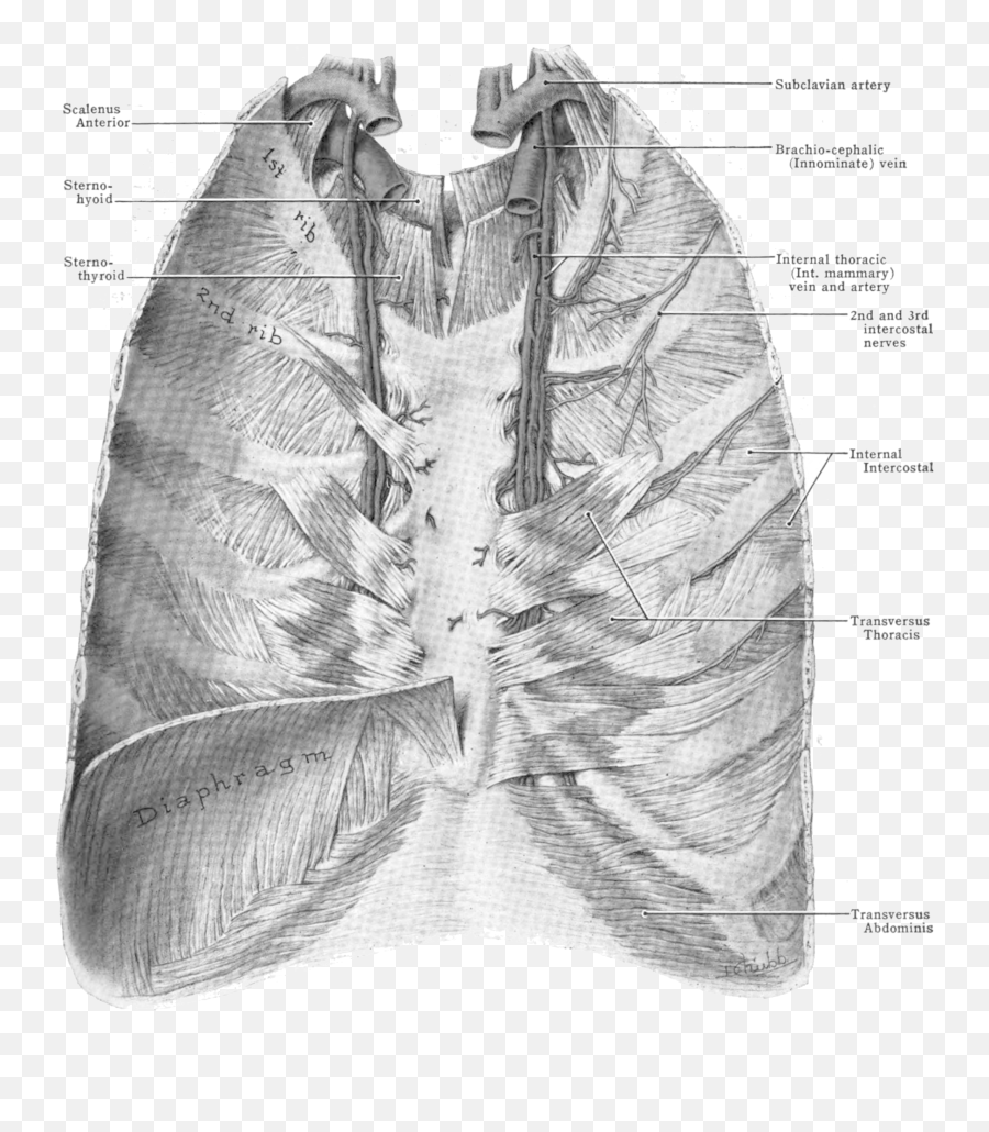 Grant 1962 407 - Internal Thoracic Artery Wikimedia Png,Vein Png