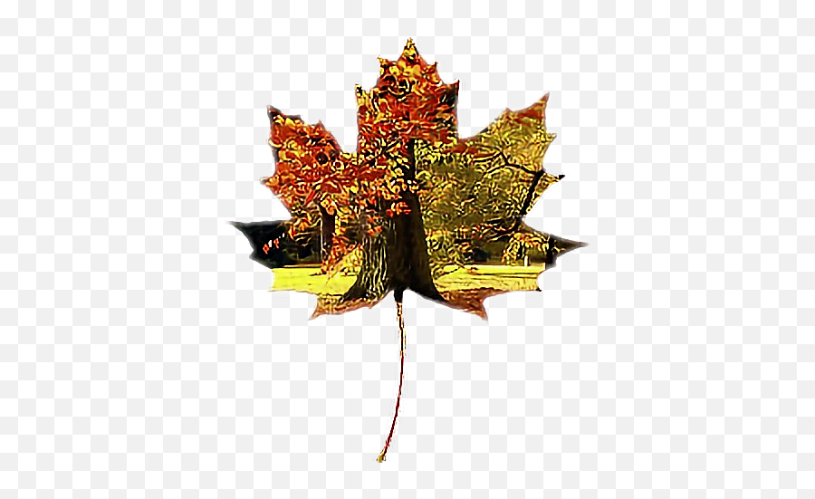 Fall Autumn - Maple Leaf Png,Fall Leave Png