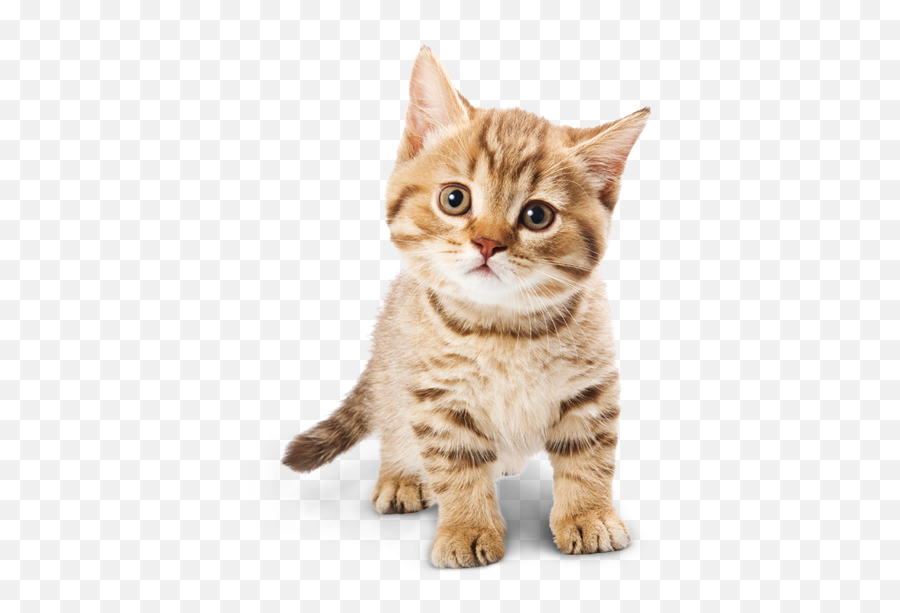 Download Adorable Cat Png - Transparent Background Kitten Png,Cat Png Transparent