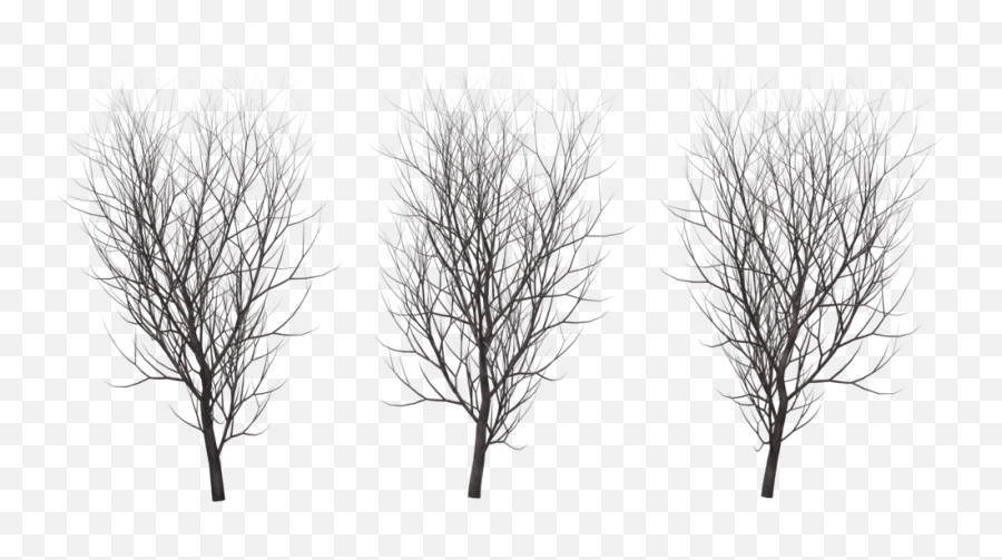 Tree In Winter 666 Png