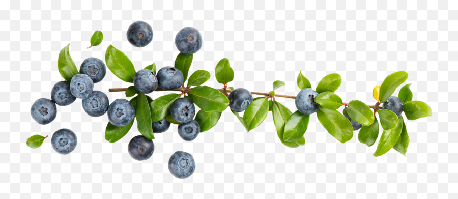 Blueberries - Blueberry Branch Png Transparent Cartoon Blueberries Transparent,Blueberries Png