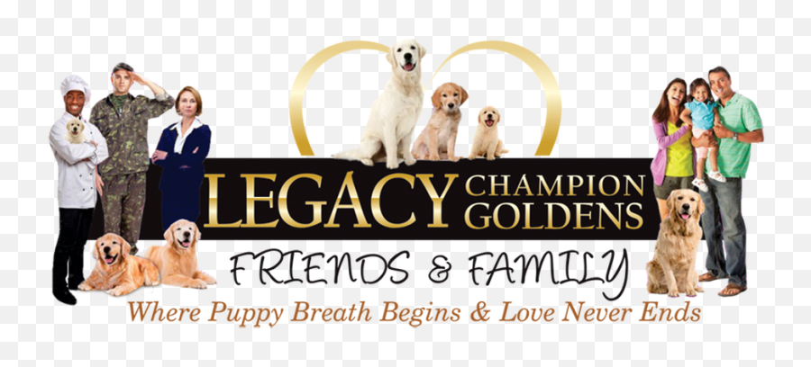 American Golden Retriever Puppies - Dog Catches Something Png,Golden Retriever Transparent