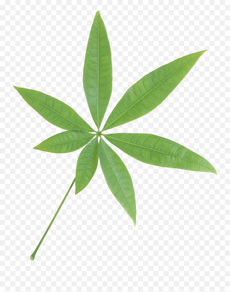 Leaf Transparent Png Image - Plant With Seven Leaves,Foliage Png