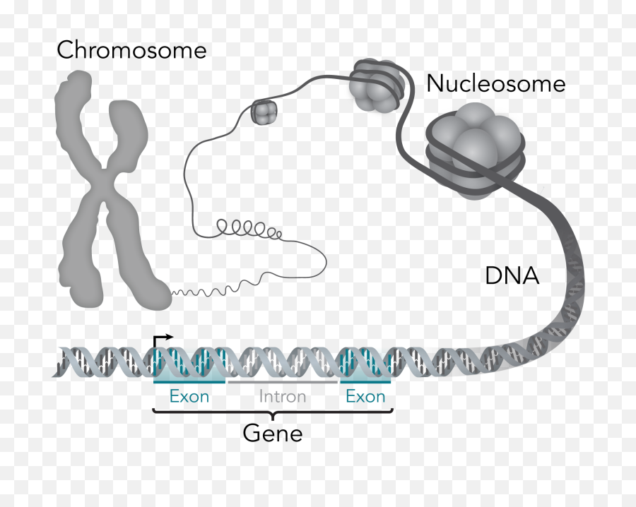 Chromosome - Gene Vs Chromosome Vs Allele Png,Chromosome Png - free ...