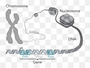 Chromosome - Gene Vs Allele png