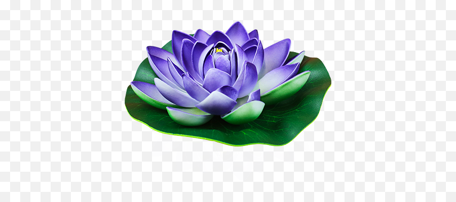 Turquoise Lotus Floating Flower - Skylantern Original Purple Water Lily Clipart Png,Lotus Transparent Background