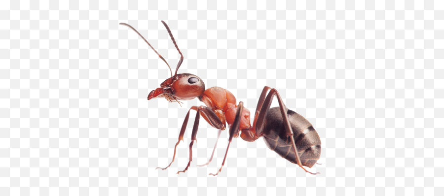 Ants Png Image - Transparent Background Ant Png,Ants Png