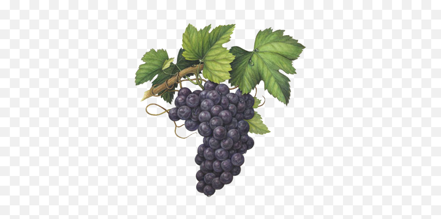 Aleanto - Fine Wine Importers Our Wines Veneto Grape Watercolor Painting Png,Grape Png