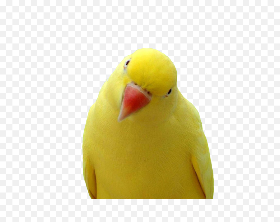 Yellow - Yellow Parrot Orange Beak Png,Parrot Transparent