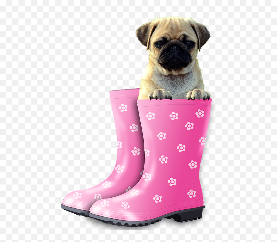 Download Free Png Funny Pug Dog - Happy Valentines Day Dogs,Cute Dog Png