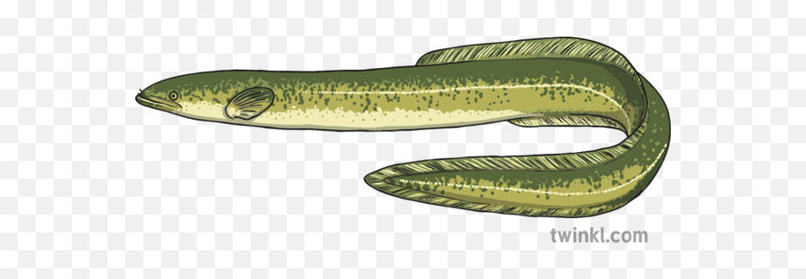 Long Finned Eel Illustration - Long Fin Eel Illustration Png,Eel Png