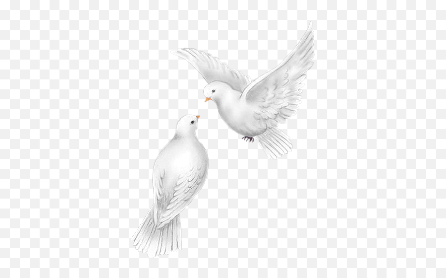 Pigeons - Colombes Oiseaux Dessin Png,Doves Png