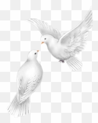 Pigeons - Colombes Oiseaux Dessin Png,Doves Png