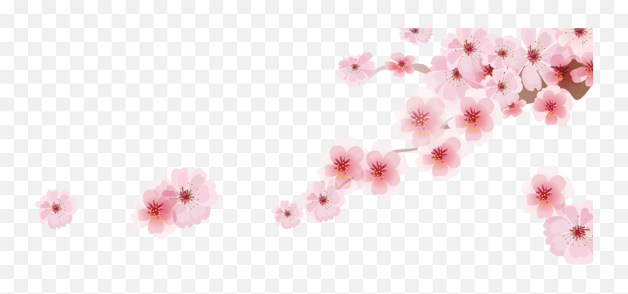 Download Cherry Blossom Png - Japanese Cherry Blossom Japanese Cherry Blossom Cartoon,Cherry Blossom Branch Png